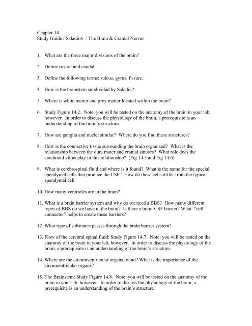 Chapter 14 Study Guide / Saladin6 / The Brain & Cranial Nerves 1 ...