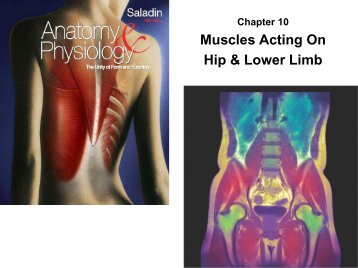Muscles Acting On Hip & Lower Limb