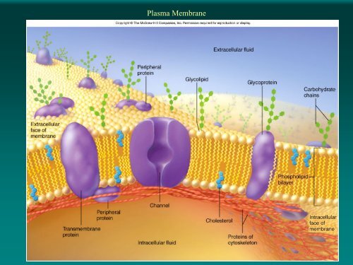 Laying the Foundation for Better Health