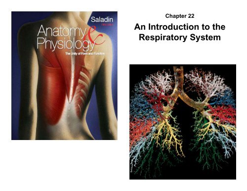 An Introduction to the Respiratory System