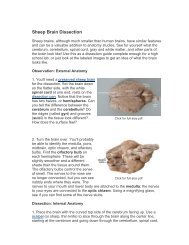 Sheep Brain Dissection