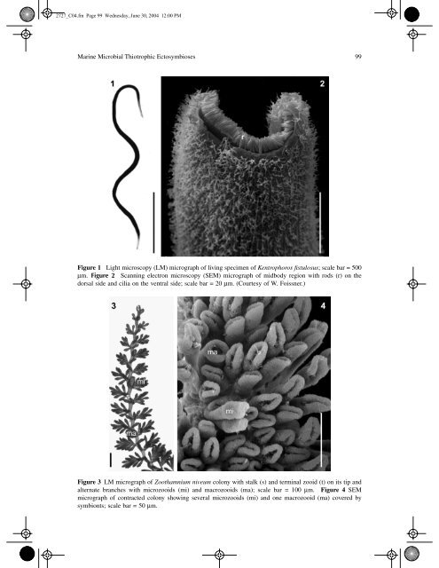 marine microbial thiotrophic ectosymbioses - HYDRA-Institute