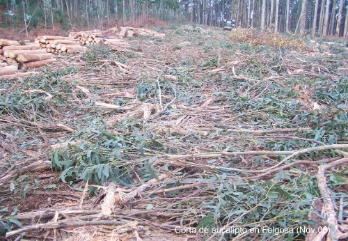 MODELOS DE PROYECTOS DE PLANTAS DE BIOMASA EN ESPAÑA