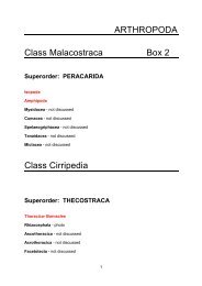 Class Cirripedia