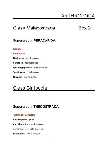 Class Cirripedia