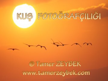 Kuş fotoğrafçılığını dört başlıkta özetleyebiliriz