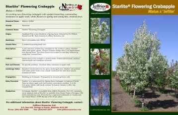 Starlite Flowering Crabapple