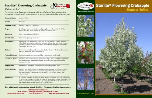 Starlite Flowering Crabapple