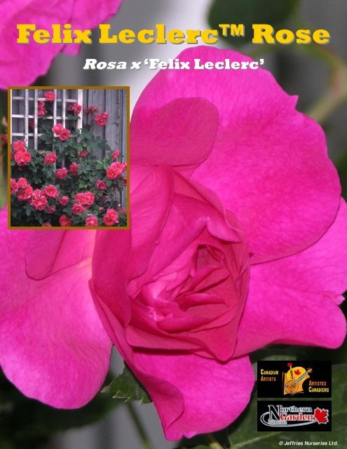 Felix Leclerc Rose