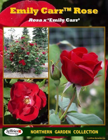 Emily Carr Rose