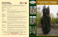 Emerald Spire Crabapple