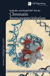 Chromatin Immunoprecipitation