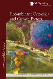 Recombinant Cytokines and Growth Factors - Cell Signaling ...