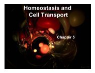 Homeostasis and Cell Transport