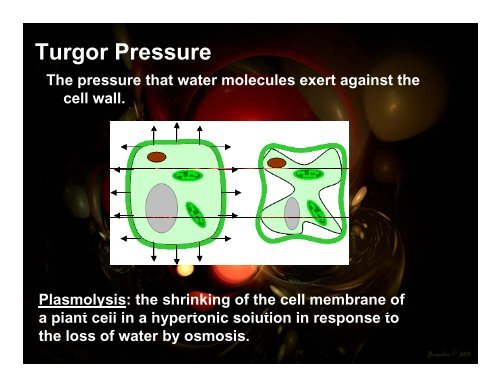 Homeostasis and Cell Transport