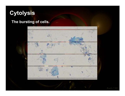 Homeostasis and Cell Transport