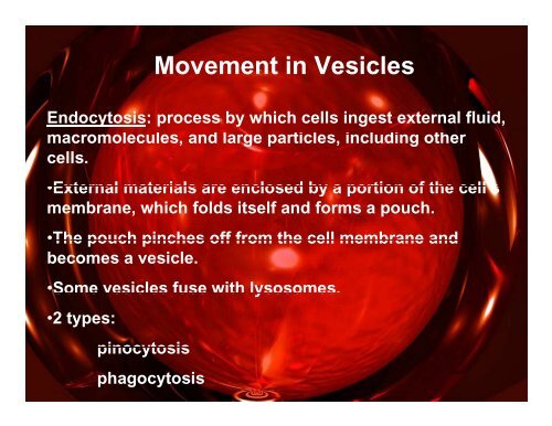 Homeostasis and Cell Transport