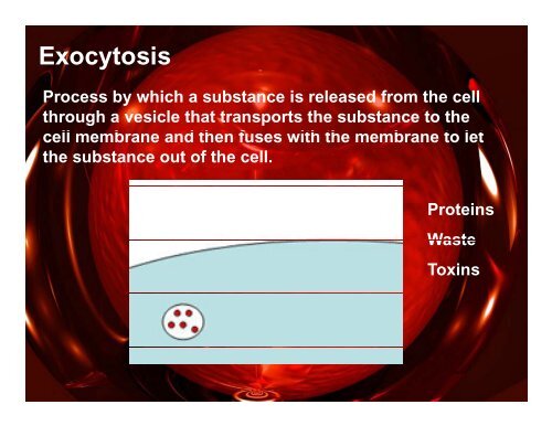 Homeostasis and Cell Transport