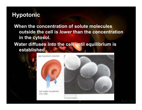 Homeostasis and Cell Transport