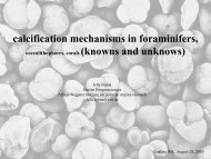 Foraminifera, Fluorescence and Physiology