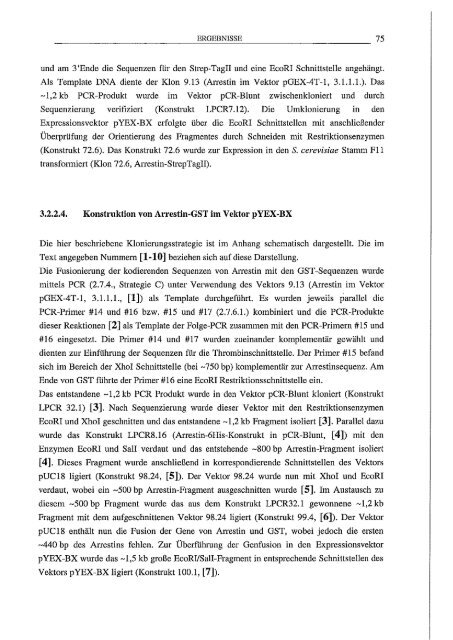 Arrestin hetero/oge Expression/l Mutagenese und biophy,sikalische Untersuchungen