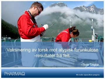 Vaksinering av torsk mot atypisk furunkulose -resultater fra felt