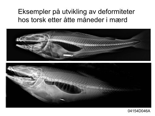 Erfaringer med deformiteter fra yngelanlegg og forskning