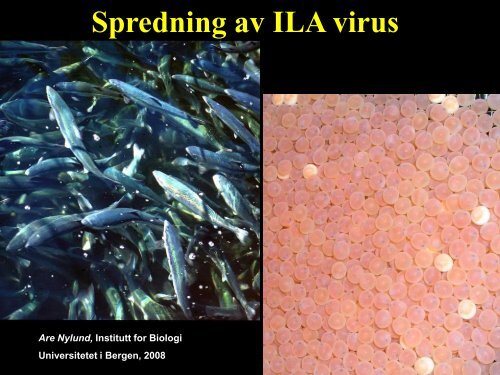 Spredning av ILA virus