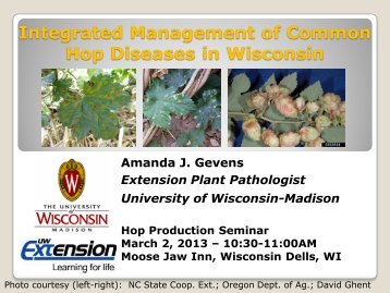 Hop Diseases in Wisconsin