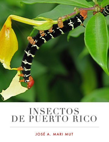 INSECTOS DE PUERTO RICO