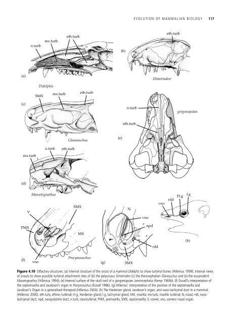 The Origin and Evolution of Mammals - Moodle