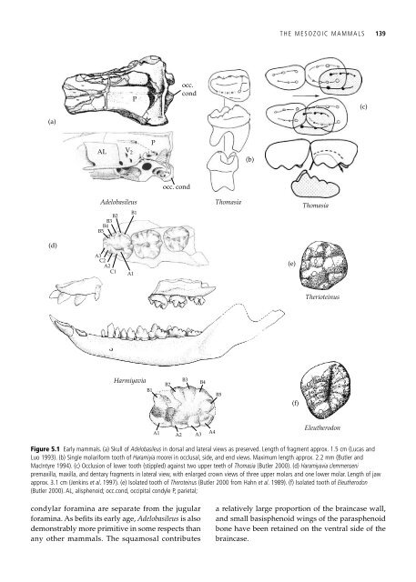 The Origin and Evolution of Mammals - Moodle