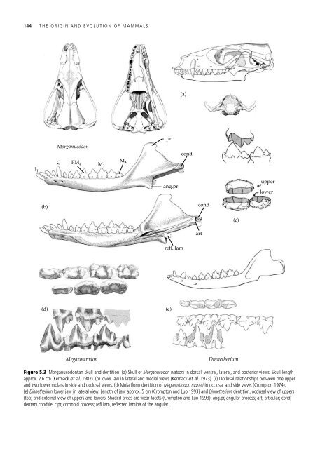 The Origin and Evolution of Mammals - Moodle