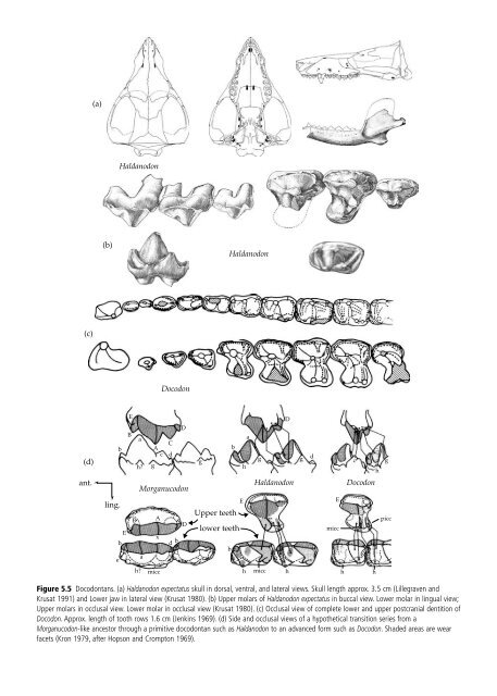 The Origin and Evolution of Mammals - Moodle