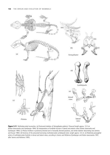 The Origin and Evolution of Mammals - Moodle