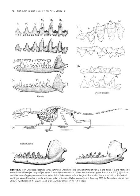 The Origin and Evolution of Mammals - Moodle