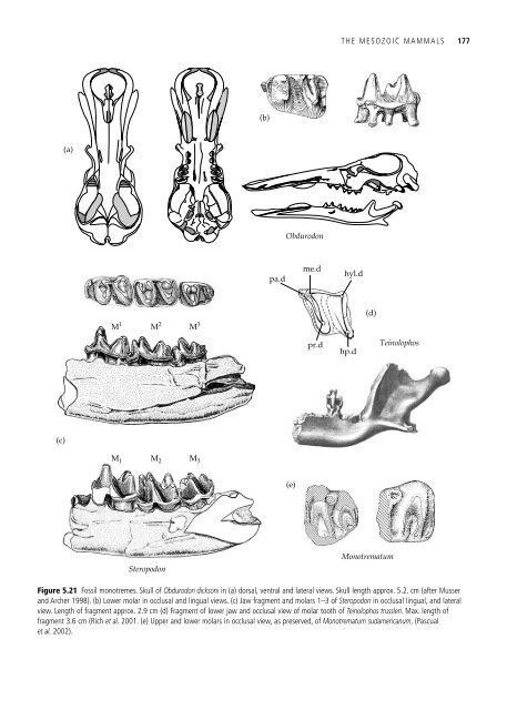 The Origin and Evolution of Mammals - Moodle