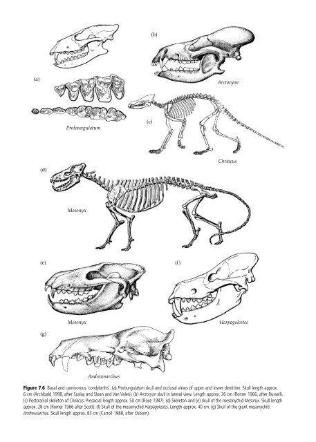 The Origin and Evolution of Mammals - Moodle