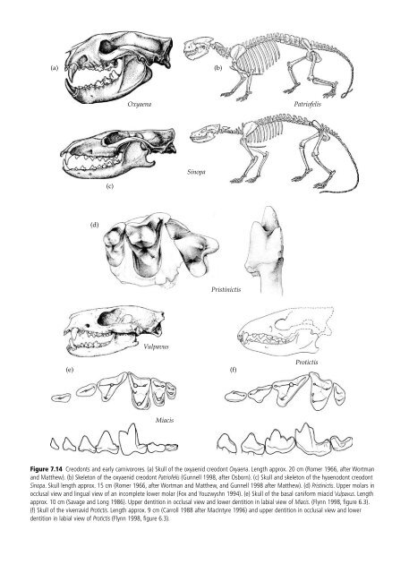 The Origin and Evolution of Mammals - Moodle