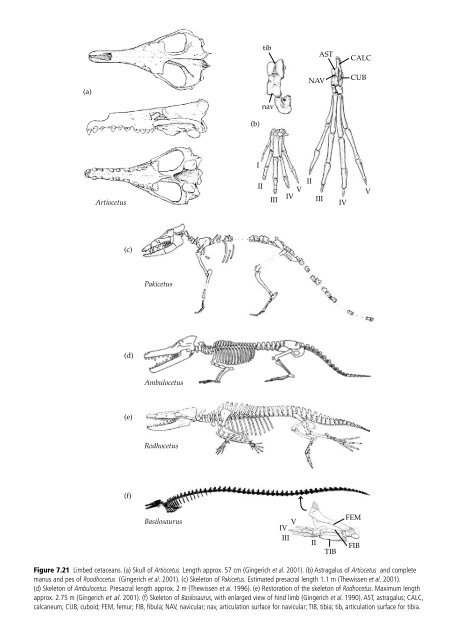 The Origin and Evolution of Mammals - Moodle