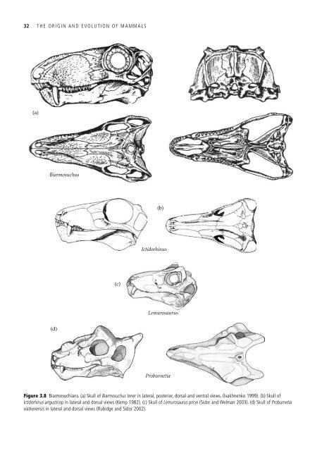 The Origin and Evolution of Mammals - Moodle