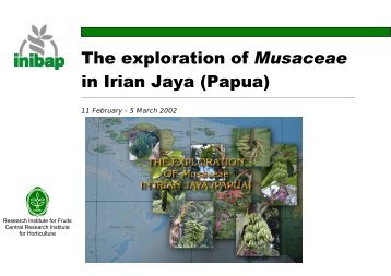 The exploration of Musaceae in Irian Jaya (Papua) - Musalit
