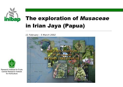 The exploration of Musaceae in Irian Jaya (Papua) - Musalit