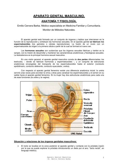función del conducto eyaculatorio de la próstata