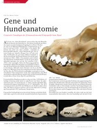 Gene und Hundeanatomie