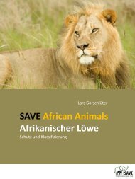 Afrikanischer Löwe