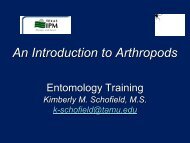 An Introduction to Arthropods