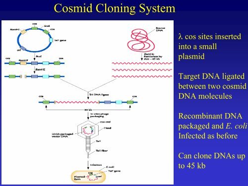 Recombinant DNA Technology