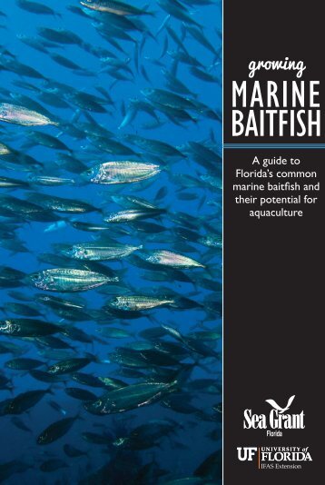 MARINE BAITFISH