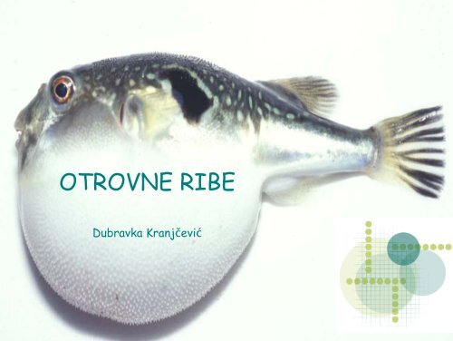 OTROVNE RIBE